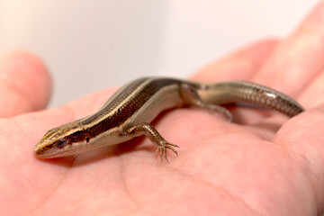 ヒガシニホントカゲのハンドリング