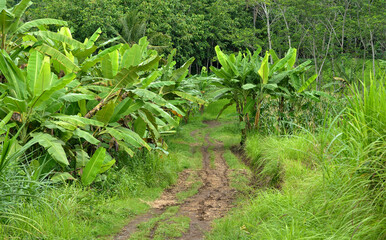 banana garden