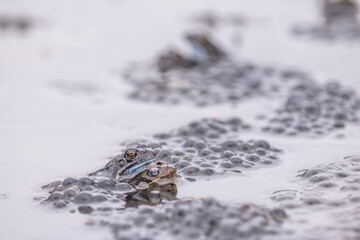 Common frog,toad,rana temporaria in pond with eggs