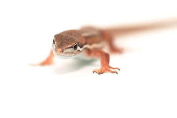 白背景のニホンカナヘビ