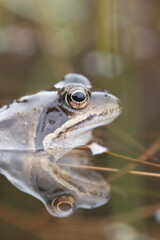 Common frog,toad,rana temporaria in pond with eggs