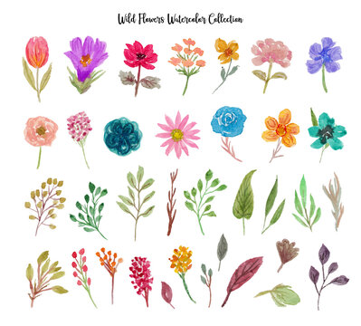 Wild Flower Collection