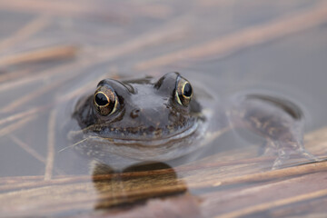 Common frog,toad,rana temporaria in pond with eggs