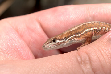 ニホンカナヘビのハンドリング