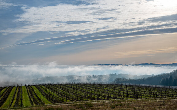 A view of an Oregon vineyard in winter, parallel rows of bare vines and green grass, wire trellis and fog and clouds layering in the background.