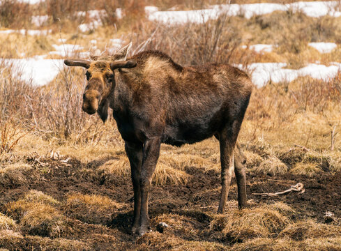 Moose in the mud