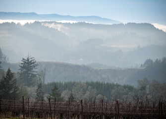 A hazy winter view across hills shows layers and tones of color, forest and fir trees, and in the foreground, bare vines in an Oregon vineyard. 