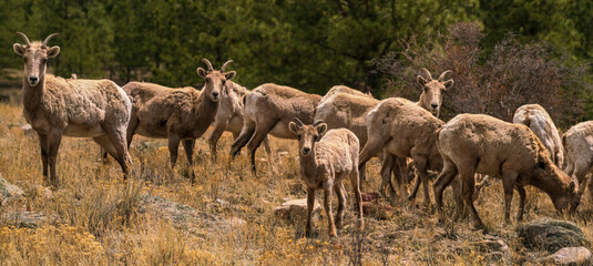 Herd of bighorn sheep in the colorado mountains