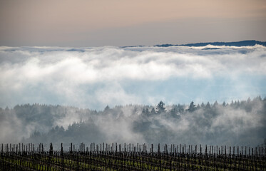 A view of an Oregon vineyard in winter, parallel rows of bare vines and green grass, wire trellis and fog and clouds layering in the background.