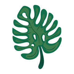 tropical monstera leaf foliage icon flat design