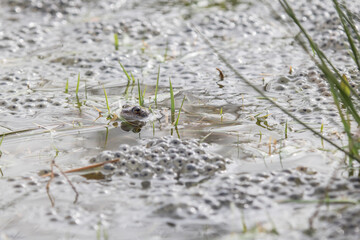 Common frog,toad,rana temporaria in pond with eggs