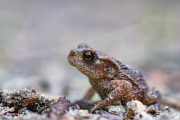 Common frog,toad,rana temporaria in pond with eggs