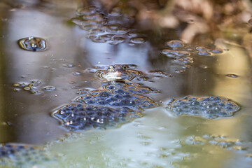 Common frog,toad,rana temporaria in pond with eggs