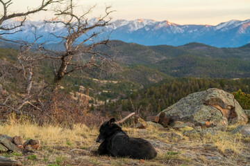black and white dog in the mountains