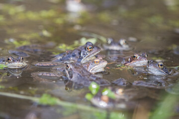 Common frog,toad,rana temporaria in pond with eggs