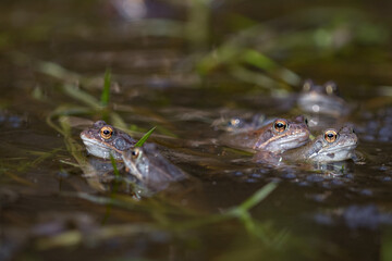 Common frog,toad,rana temporaria in pond with eggs
