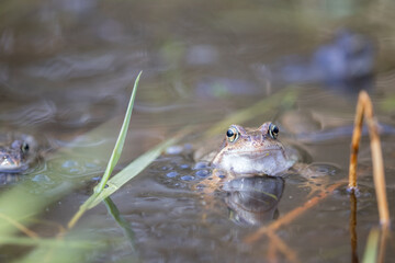 Common frog,toad,rana temporaria in pond with eggs