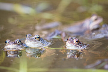 Common frog,toad,rana temporaria in pond with eggs