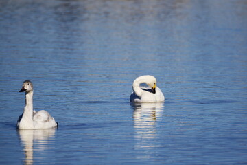 水面にたたずむ白鳥