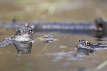 Common frog,toad,rana temporaria in pond with eggs