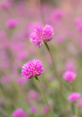 Beautiful pink flowers blooming in the garden with soft and blurred background.