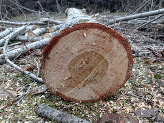 Sawed stump . Sawn tree trunk and tree stumps, harvesting firewood. Pile of Logs . New dead tree...