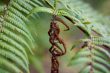 Close up of a broken silver fern.