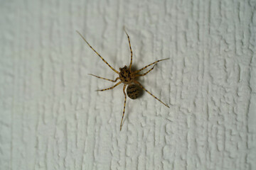Scytodes univittata spider walking on a white wall
