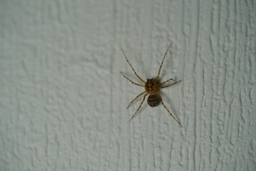 Scytodes univittata spider walking on a white wall