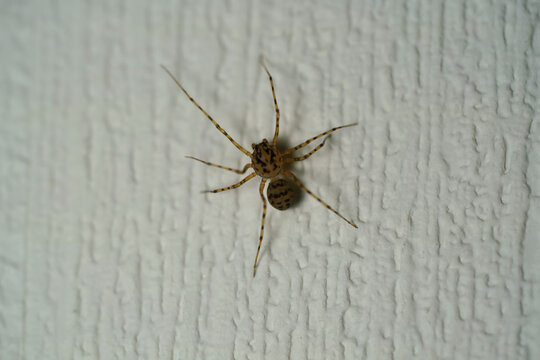 Scytodes univittata spider walking on a white wall
