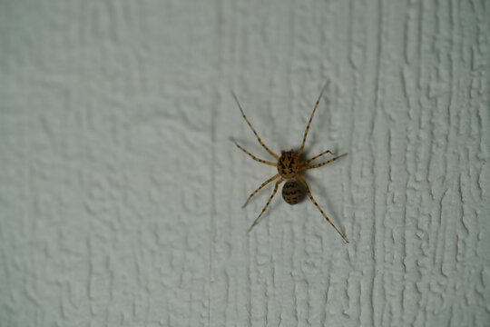 Scytodes univittata spider walking on a white wall