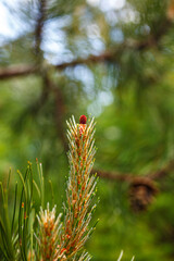 Female flower of the black pine or Austria pine