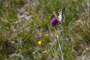 Old world swallowtail butterfly on the jurinea mollis flower