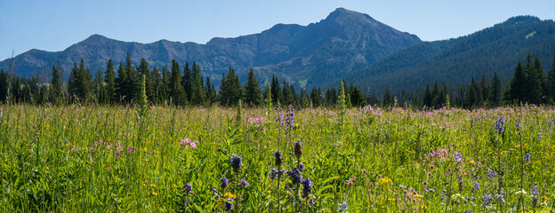 meadow with flowers