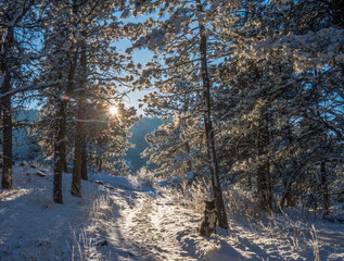 Snowy daylight in the colorado forest