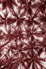 Coconut palm tree leaves background with sky from bottom view. Tropical summer holiday or pattern from nature environmental for your creative design concept - Monochrome tone.
