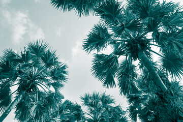 Silhouette of sugar palm trees with sky background in monochrome tone - Tropical summer holiday, save the earth concept.