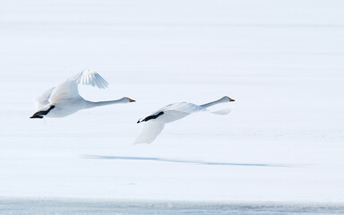 オオハクチョウ