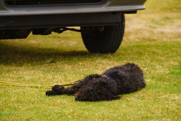 Black dog lying on grass at car.