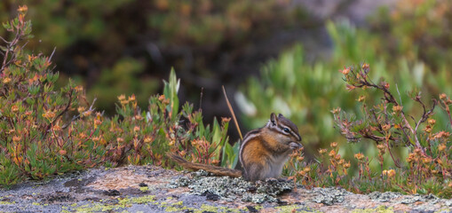 Squirrel enjoying a sunny day