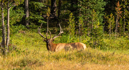 Elk sniffing the air in Rocky Mountain National Park
