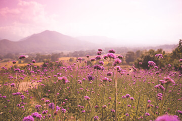 Beautiful field of purple flower on the mountain in morning. Nature beauty concept.