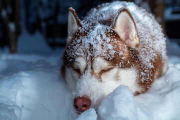 Red Siberian Husky dog sleep on the snow in the winter forest. Husky dog covered in snow, selective...