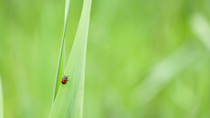 新緑の葉の上を歩くテントウムシ