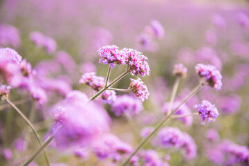 Beautiful macro close up purple flower in flower field sunshine day. Beauty flower nature and green environmental concept.