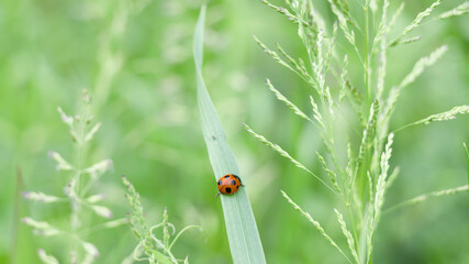 新緑の葉の上を歩くテントウムシ