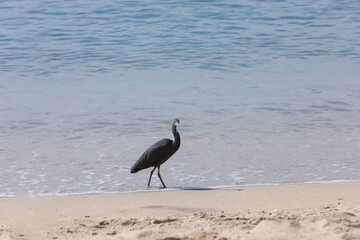 Gray heron on the beach