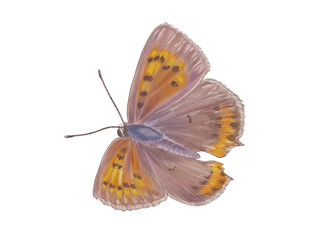 スレて模様が薄くなったベニシジミ