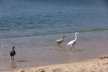 White and gray heron on the beach