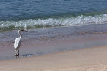White heron on the beach